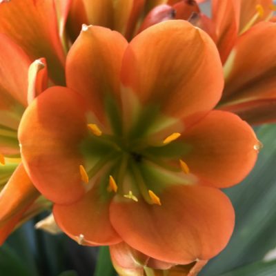 SH138 Bronze green throat Clivia miniata Belgium Hybrid