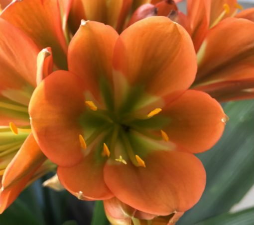SH138 Bronze green throat Clivia miniata Belgium Hybrid