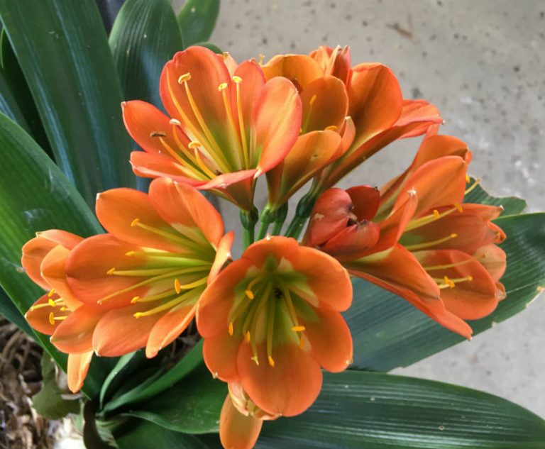 SH138 Bronze green throat Clivia miniata Belgium Hybrid Nick's Clivias