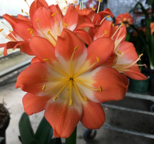 SH139 Large flowered Clivia miniata in deep orange and fully multi petal - Image 2
