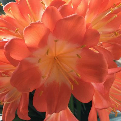 SH139 Large flowered Clivia miniata in deep orange and fully multi petal