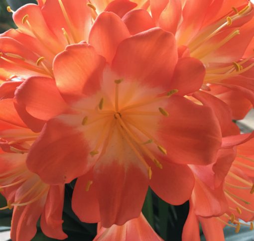SH139 Large flowered Clivia miniata in deep orange and fully multi petal