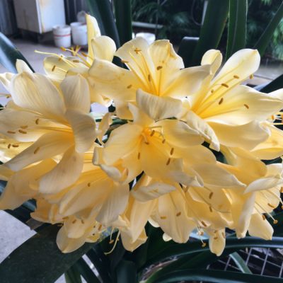 SH141 Near white Yellow/Cream Clivia miniata