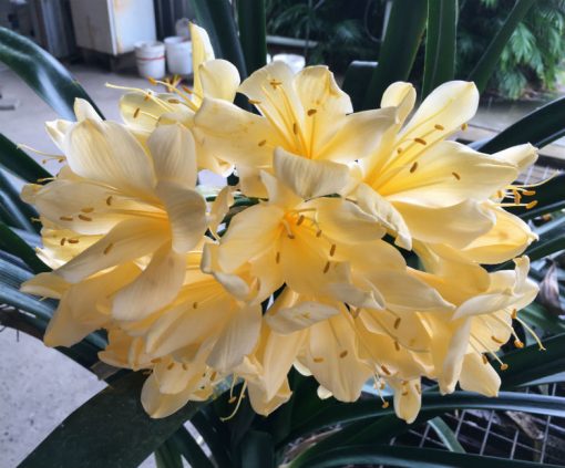 SH141 Near white Yellow/Cream Clivia miniata