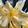 SH141 Near white Yellow/Cream Clivia miniata - Image 2