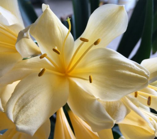 SH141 Near white Yellow/Cream Clivia miniata - Image 2