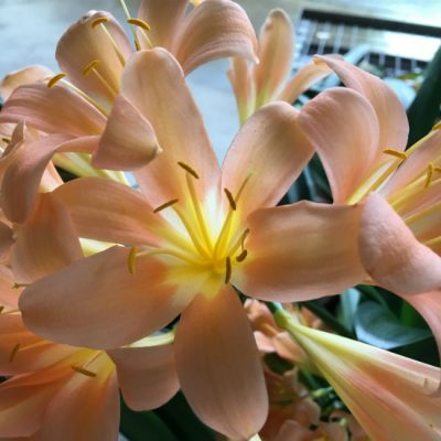SH142 Near Pink Clivia miniata with re-curve petals