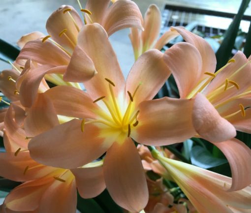 SH142 Near Pink Clivia miniata with re-curve petals