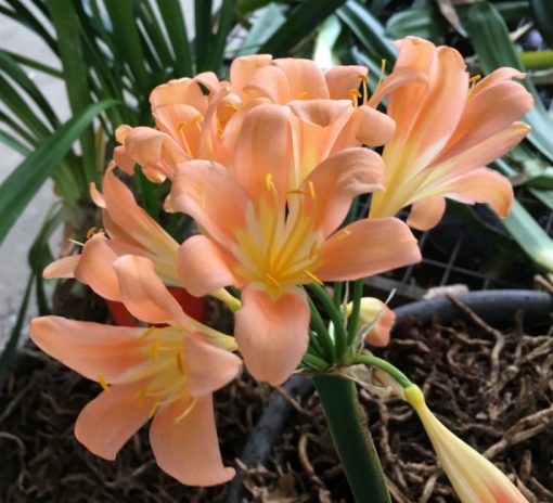 SH142 Near Pink Clivia miniata with re-curve petals - Image 2