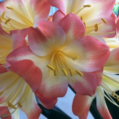 SH143 Pastel Clivia miniata with re-curve petals