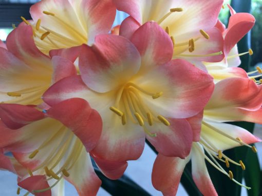 SH143 Pastel Clivia miniata with re-curve petals