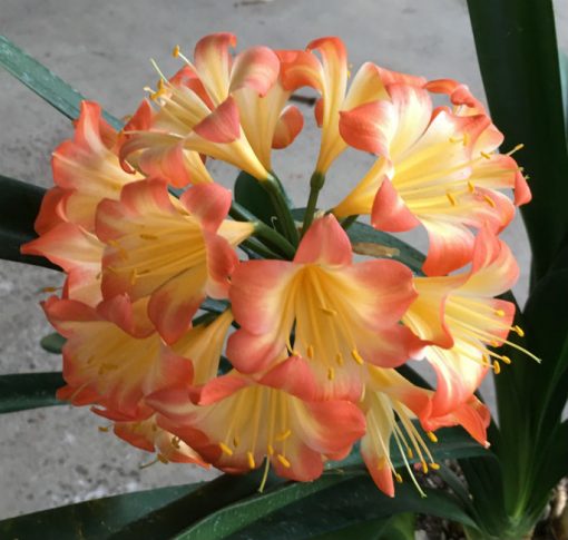 SH143 Pastel Clivia miniata with re-curve petals - Image 2