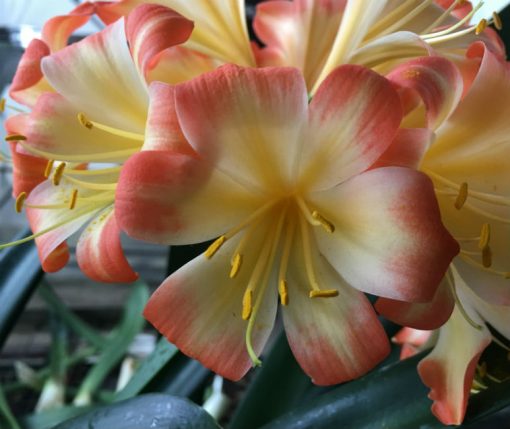 SH143 Pastel Clivia miniata with re-curve petals - Image 3