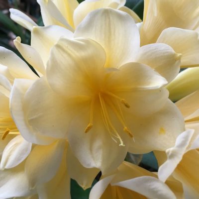 SH144 Multi Petal light Yellow Clivia miniata