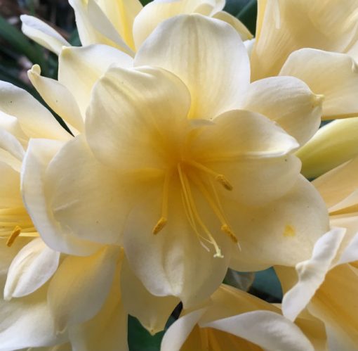 SH144 Multi Petal light Yellow Clivia miniata