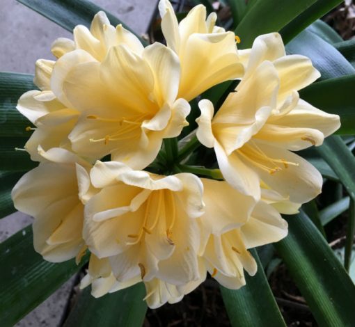 SH144 Multi Petal light Yellow Clivia miniata - Image 2