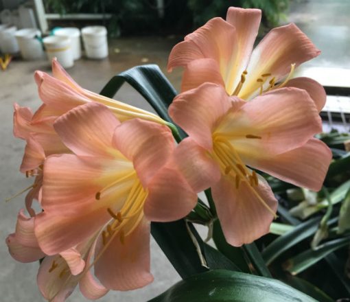 SH145 Pink Pastel Clivia miniata with re-curve petals - Image 2