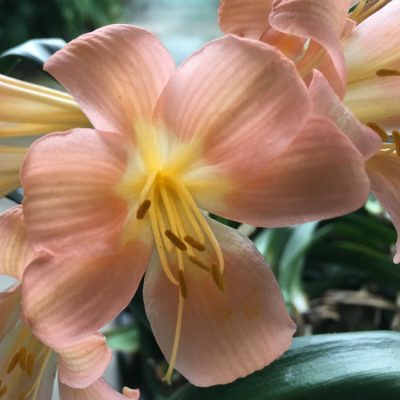 SH145 Pink Pastel Clivia miniata with re-curve petals