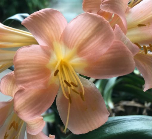 SH145 Pink Pastel Clivia miniata with re-curve petals