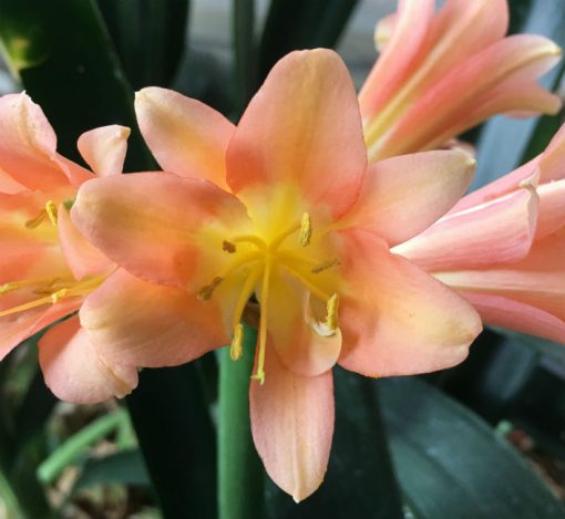 SH146 Interspecific Clivia with pink/pastel tones and Multi Petal flowers - Image 2