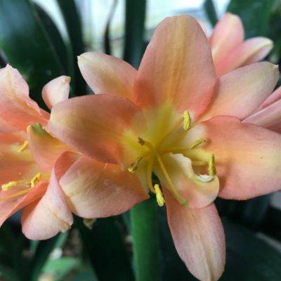 SH146 Interspecific Clivia with pink/pastel tones and Multi Petal flowers