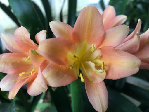 SH146 Interspecific Clivia with pink/pastel tones and Multi Petal flowers
