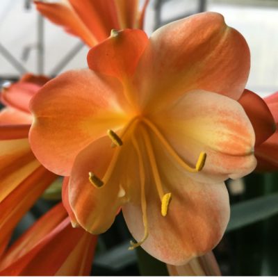 SH147 Possible Clivia caulescens x Clivia miniata, two tone tangerine yellow centered Multi Petal