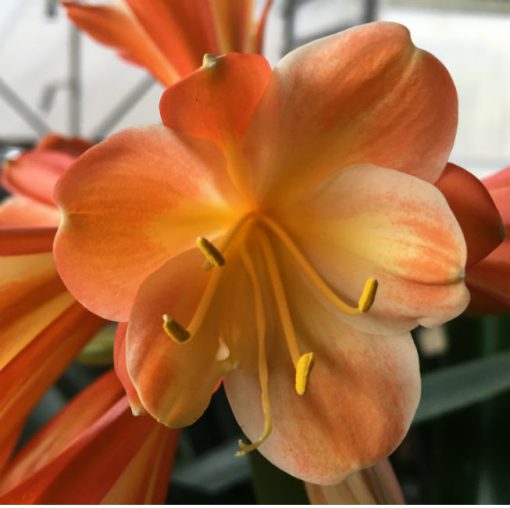 SH147 Possible Clivia caulescens x Clivia miniata, two tone tangerine yellow centered Multi Petal