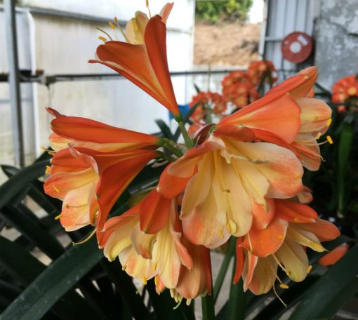 SH147 Possible Clivia caulescens x Clivia miniata, two tone tangerine yellow centered Multi Petal - Image 2