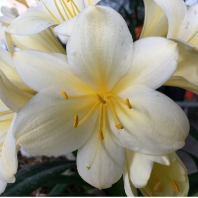 SH148 Near White Yellow Clivia miniata with large flowers