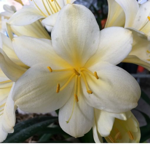 SH148 Near White Yellow Clivia miniata with large flowers