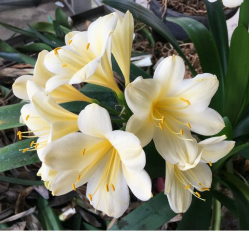 SH148 Near White Yellow Clivia miniata with large flowers - Image 2