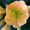 SH149 Mid Peach Clivia miniata Multi Petal with green throat