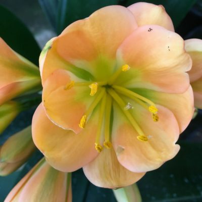 SH149 Mid Peach Clivia miniata Multi Petal with green throat