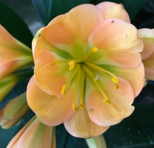 SH149 Mid Peach Clivia miniata Multi Petal with green throat