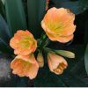 SH149 Mid Peach Clivia miniata Multi Petal with green throat - Image 2