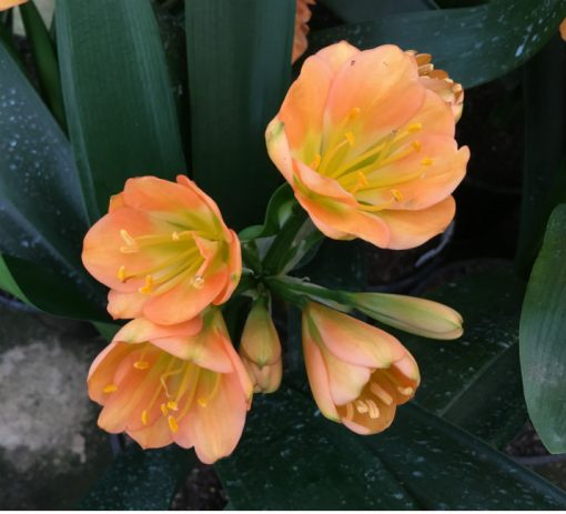 SH149 Mid Peach Clivia miniata Multi Petal with green throat - Image 2