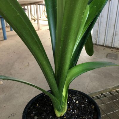 SH29 Cameron's Tipperary peach Clivia miniata with possible slight variegation