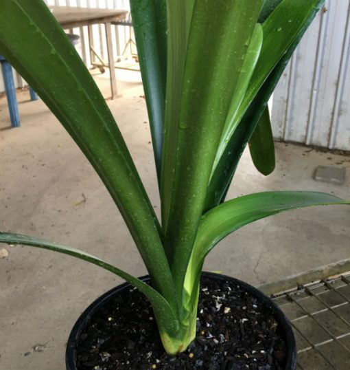 SH29 Cameron's Tipperary peach Clivia miniata with possible slight variegation