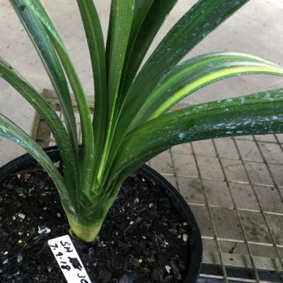 SH30 Cameron's Tipperary variegated peach Clivia miniata