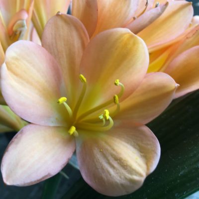 SH31 Cameron's Tipperary mid peach Clivia miniata with light pink blush