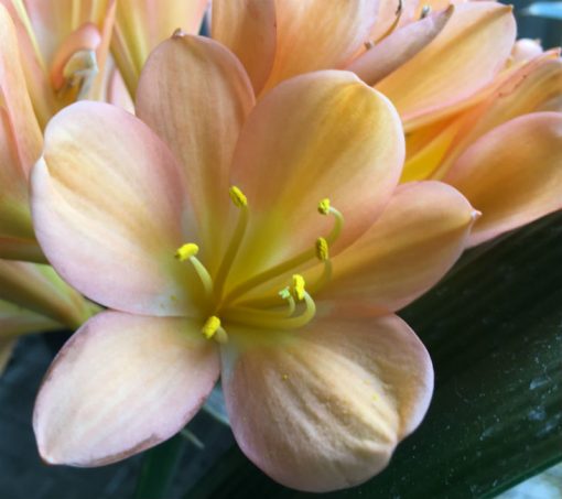 SH31 Cameron's Tipperary mid peach Clivia miniata with light pink blush