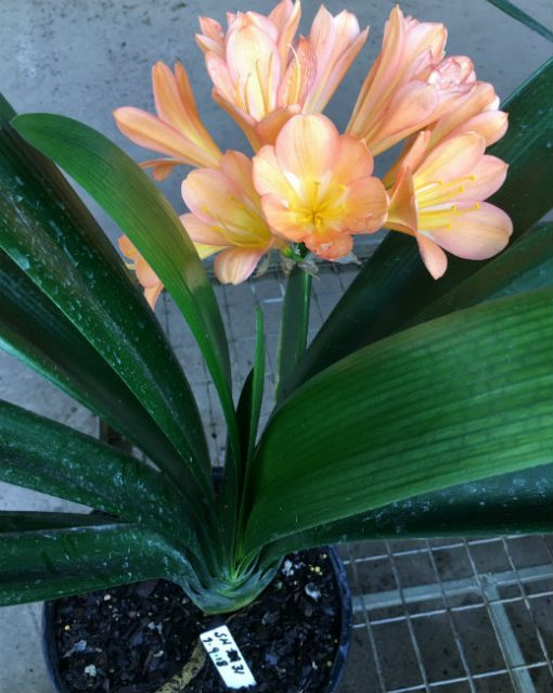 SH31 Cameron's Tipperary mid peach Clivia miniata with light pink blush - Image 2