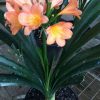 SH32 Cameron's Tipperary dark peach Clivia miniata - Image 2