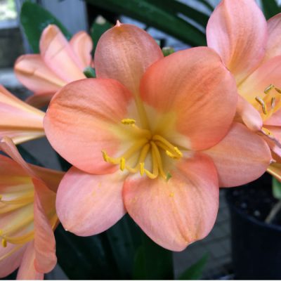 SH32 Cameron's Tipperary dark peach Clivia miniata