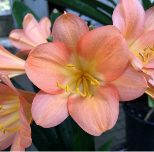 SH32 Cameron's Tipperary dark peach Clivia miniata