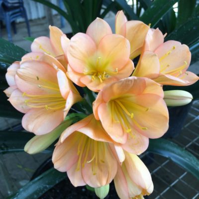 SH33 Mid Peach Clivia miniata with pink blush and slight green throat
