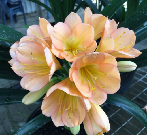 SH33 Mid Peach Clivia miniata with pink blush and slight green throat