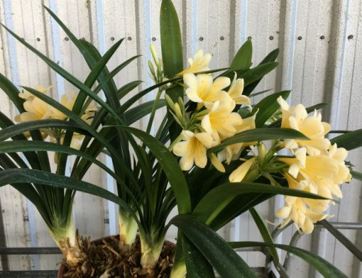 SH34 Yoshi Nakamura Yellow Clivia miniata - Image 2
