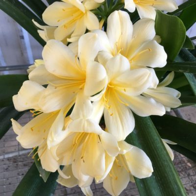 SH34 Yoshi Nakamura Yellow Clivia miniata